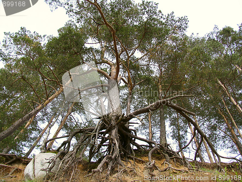 Image of Pine tree with roots and bid stone against the sky