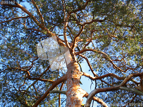 Image of Pine tree against blue sky