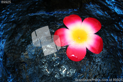 Image of Pink flower