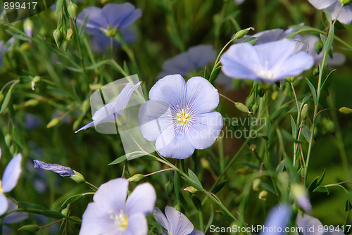 Image of Blue Flax Flowers