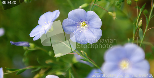 Image of Linum Lewisii Flowers