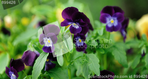 Image of Pansies