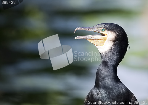 Image of cormorant