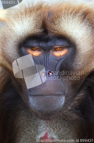 Image of ape