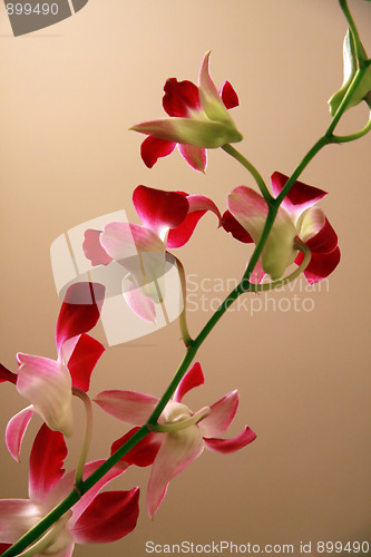 Image of Fresh orchids closeup 