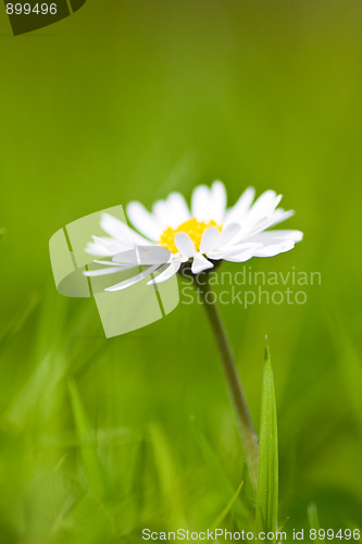 Image of camomile flower