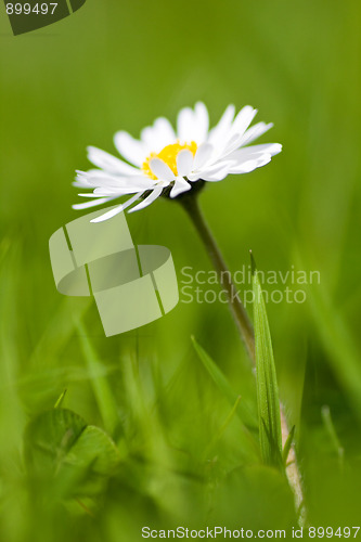 Image of camomile flower