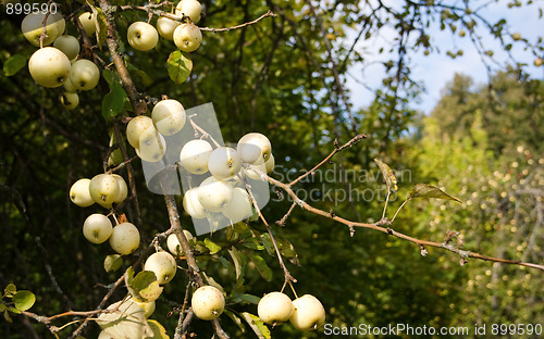 Image of The branch of an apple-tree