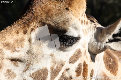 Image of Giraff