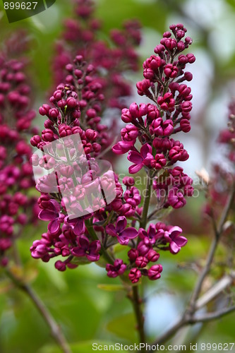Image of Common lilac