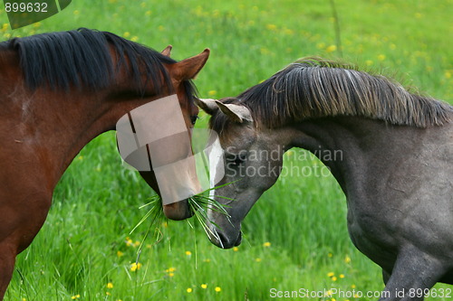 Image of Two horses