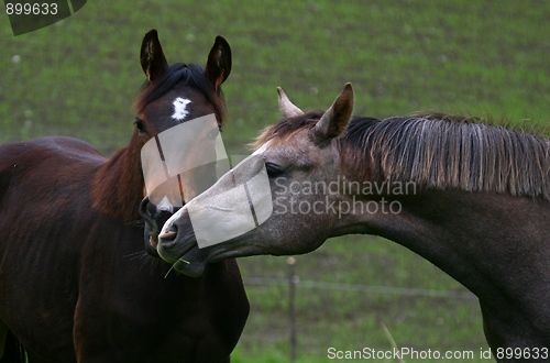 Image of Two horses