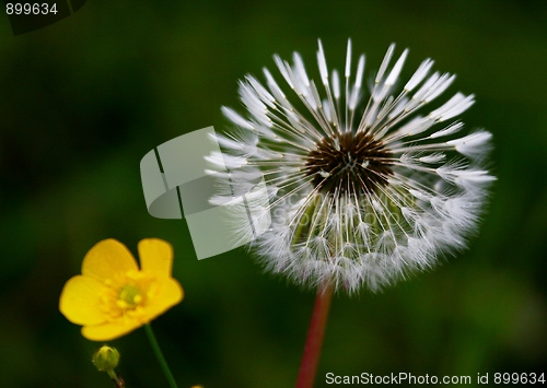 Image of Dandelion and buttercup