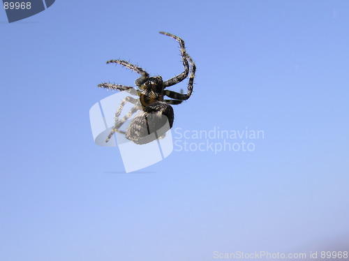 Image of spider