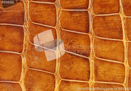 Image of Used and worn crocodile skin