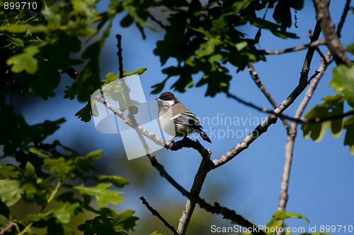 Image of great tit