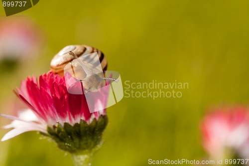 Image of snail