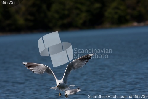 Image of Flying seagull