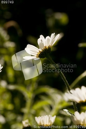 Image of daisies