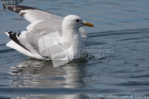 Image of swimming seagull
