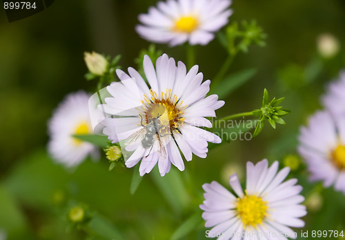 Image of Echinacea (coneflower) anf fly