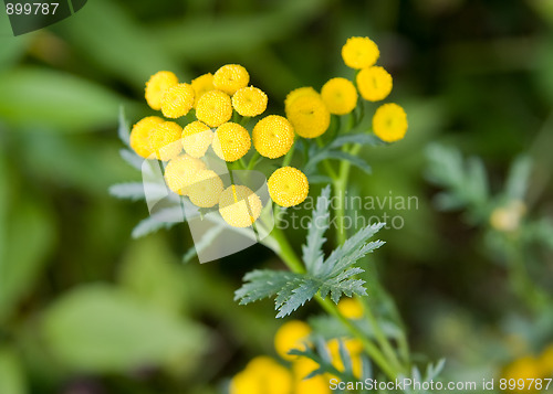 Image of Tansy ( tanacetum vulgare )