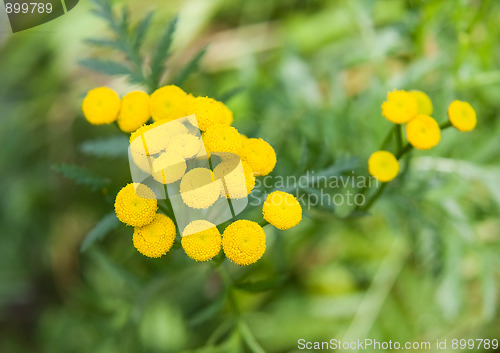 Image of Tansy ( tanacetum vulgare )