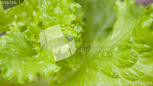 Image of Lettuce salad