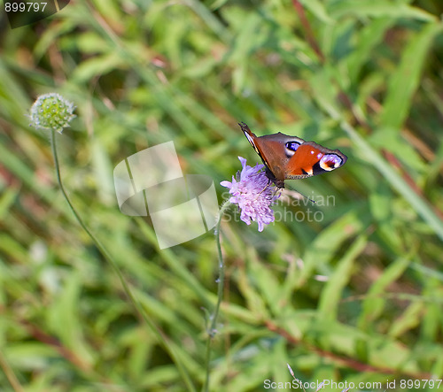 Image of Peacock butterfly on flower