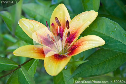 Image of Garden lily with water drops