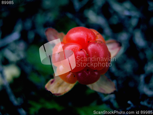 Image of cloudberry