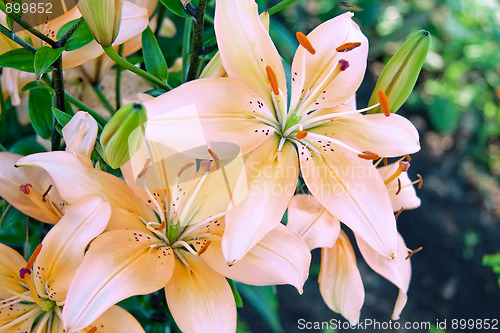 Image of Garden lily