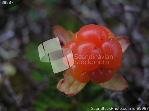 Image of cloudberry