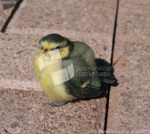Image of Bird