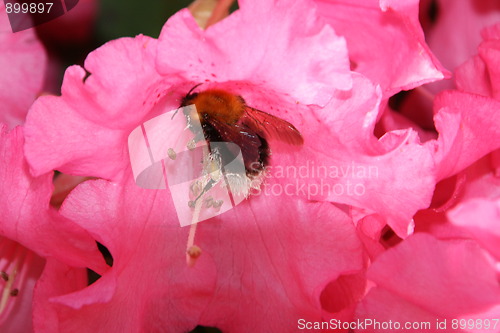Image of Bumble bee at work