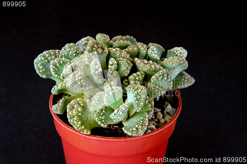 Image of Kaktus im Topf 