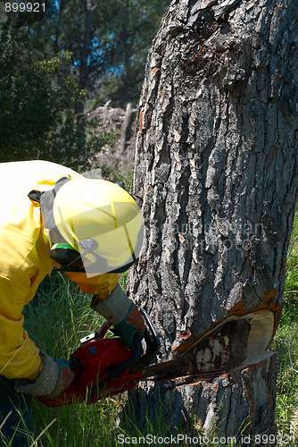 Image of Lumberjack