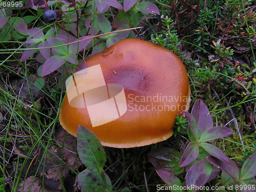 Image of mushroom