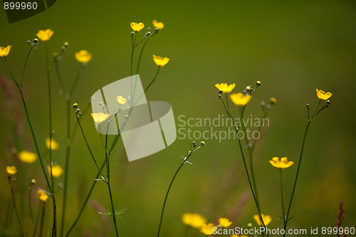 Image of Spring Meadow