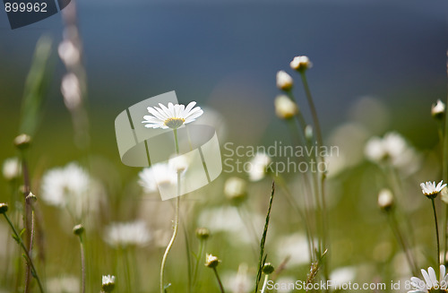 Image of Spring Meadow