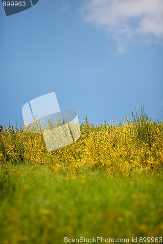 Image of Spring Meadow