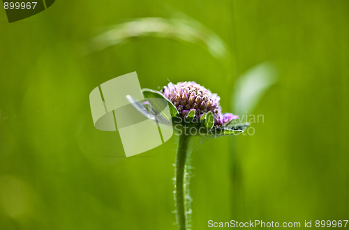 Image of Spring Meadow