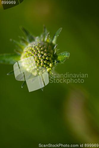 Image of Spring Meadow