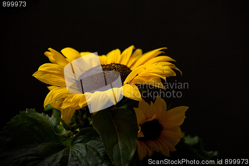Image of Sunflower Helianthus annuus