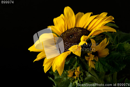 Image of Sunflower Helianthus annuus