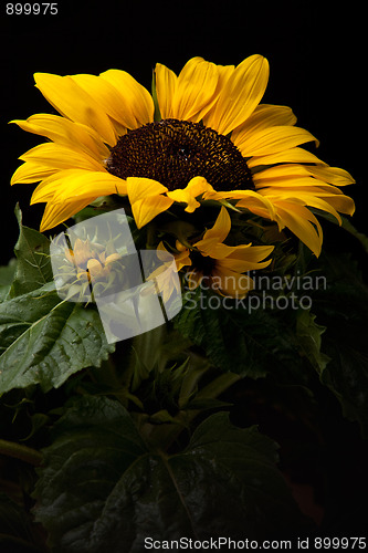 Image of Sunflower Helianthus annuus