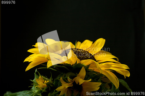 Image of Sunflower Helianthus annuus