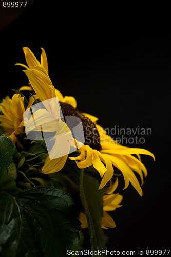 Image of Sunflower Helianthus annuus