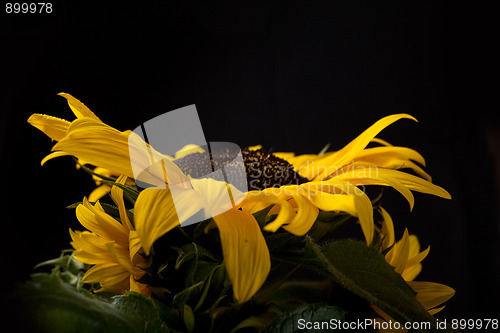 Image of Sunflower Helianthus annuus