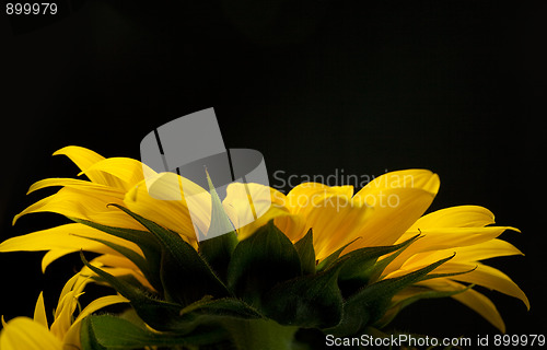 Image of Sunflower Helianthus annuus